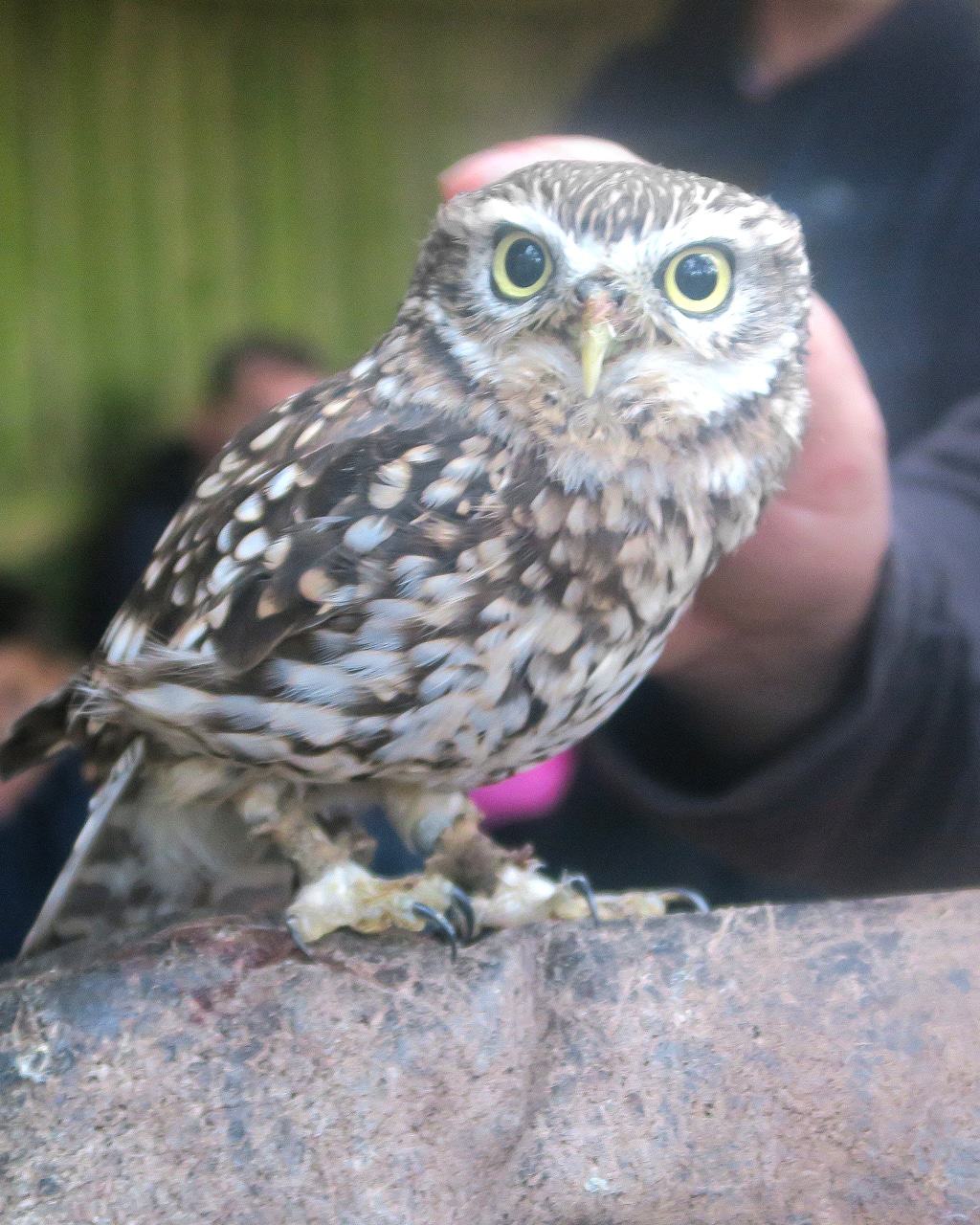 An Encounter with Owls Experience For All The Family at Center Parcs Sherwood Forest