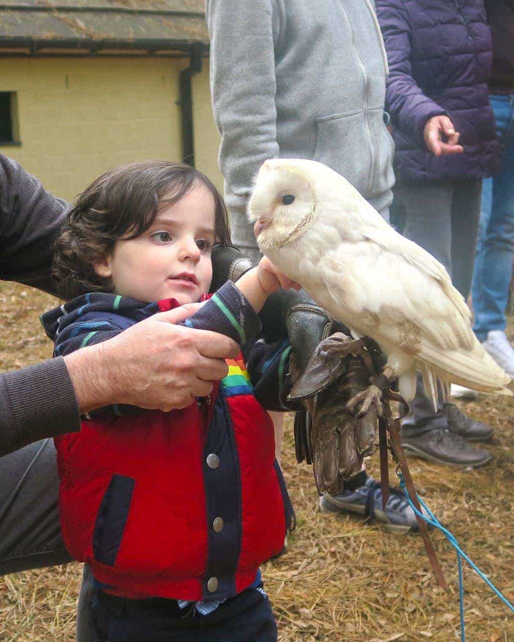 An Encounter with Owls Experience For All The Family at Center Parcs Sherwood Forest