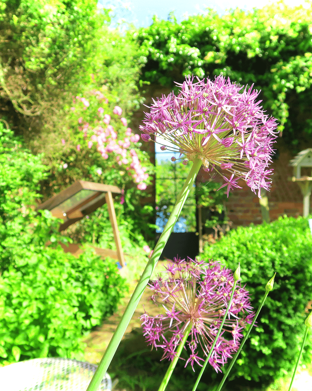 I love decorating dark areas our garden with a garden mirror. They bounce light around and make for an interesting view! Our cottage garden is full of roses and alliums in the summer months.