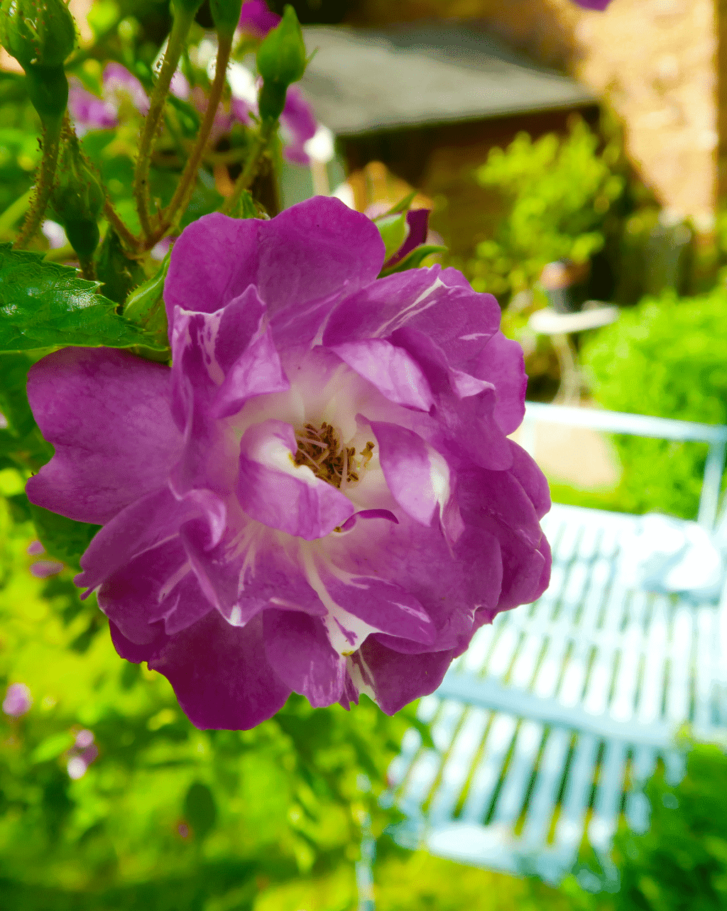 Beautiful pink roses in our English cottage garden