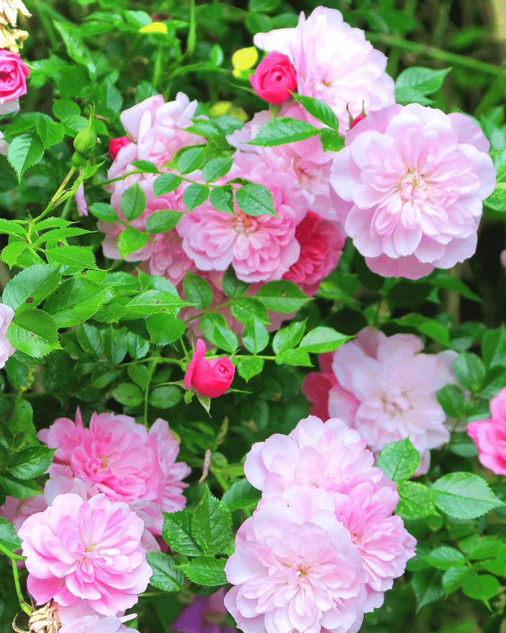 Beautiful pink roses in our English cottage garden