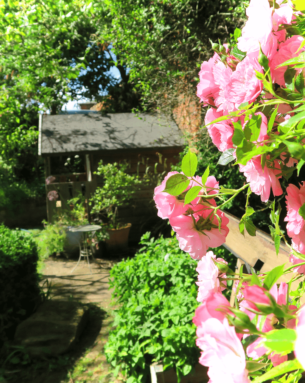 The roses in our walled cottage garden really come into their own during the summer. 