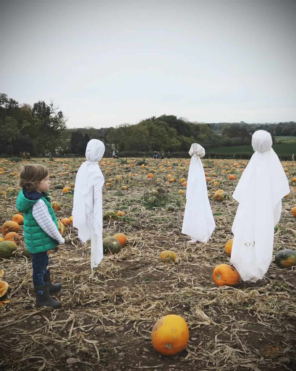 Pumpkin Picking in Staffordshire | Free range family fun at Bednall Pumpkin Farm