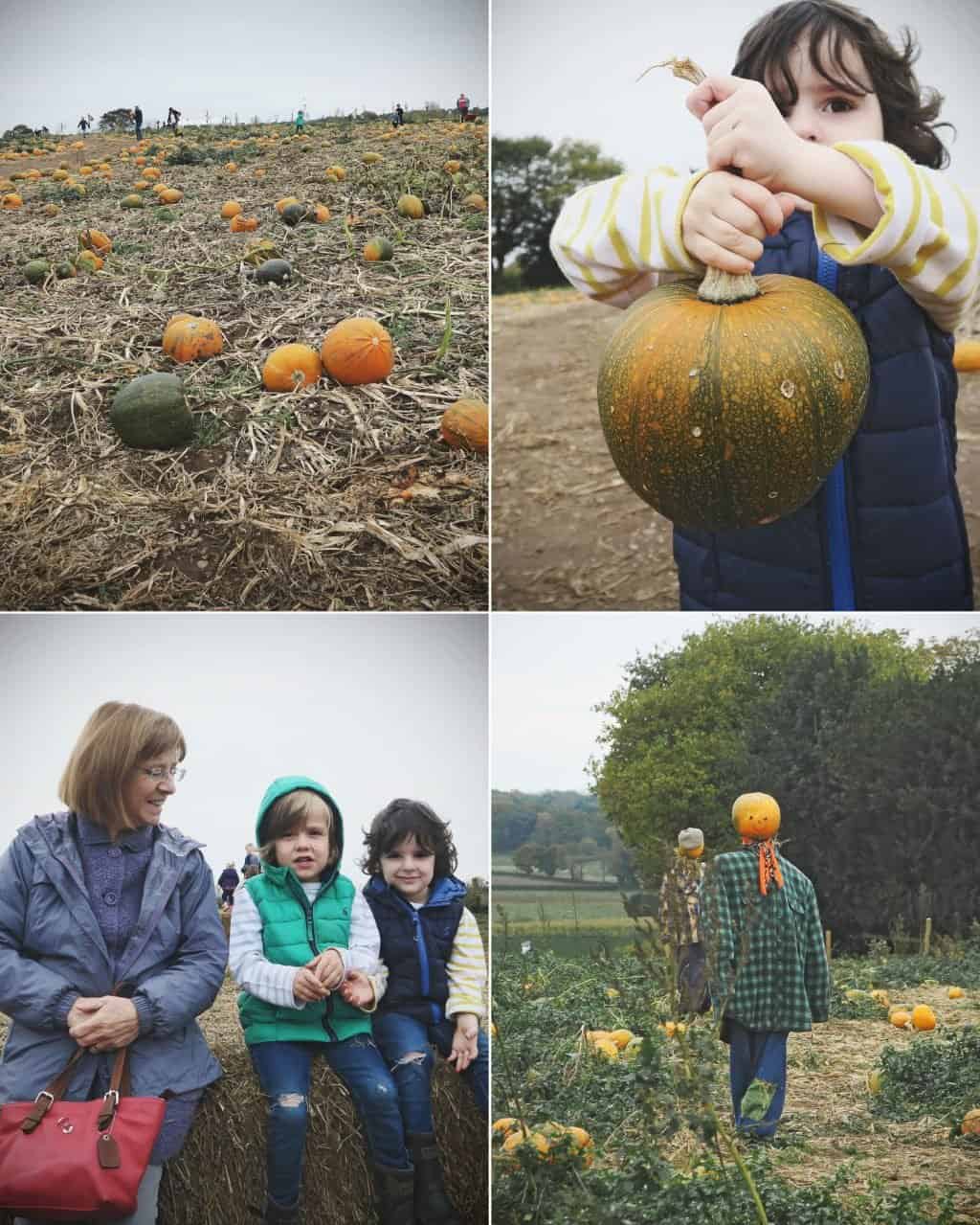 Pumpkin Picking in Staffordshire | Free range family fun at Bednall Pumpkin Farm