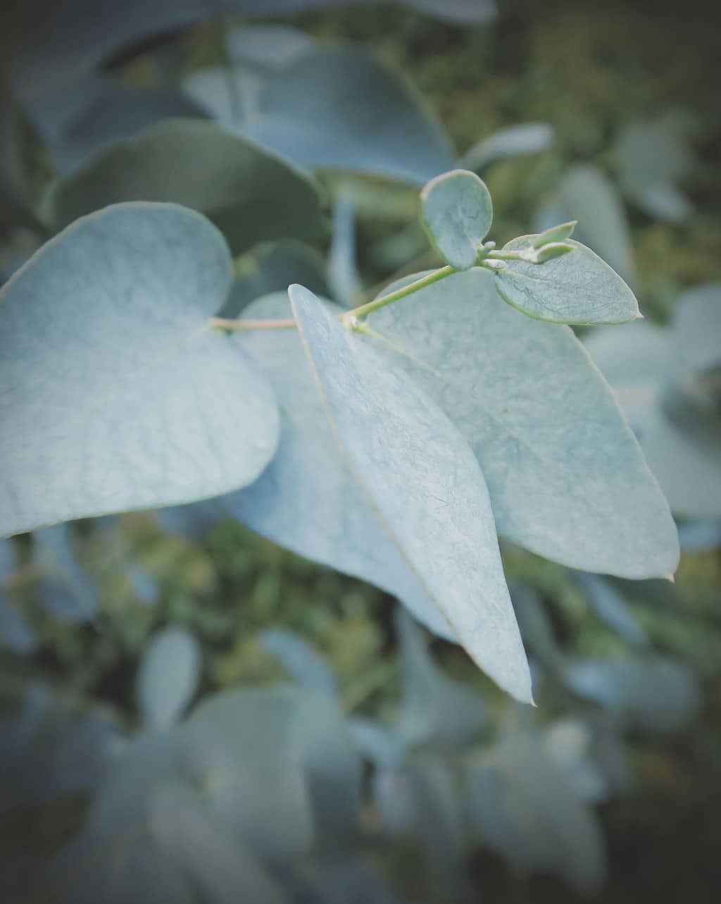 Autumn Colour in the Garden | Eucalyptus