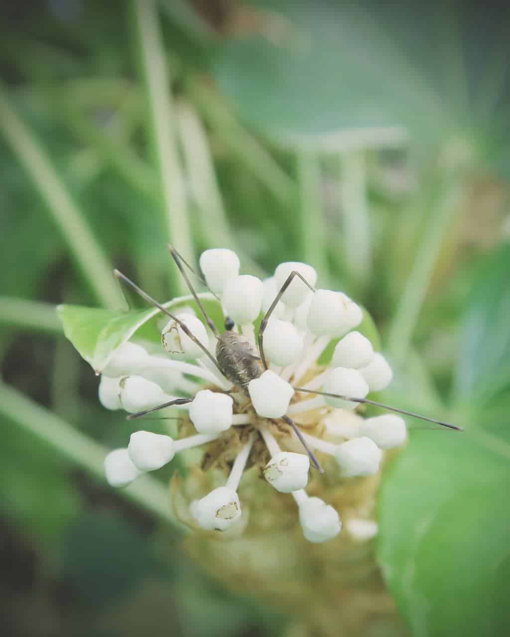 So much autumn colour in the garden | Fatsia and a spider