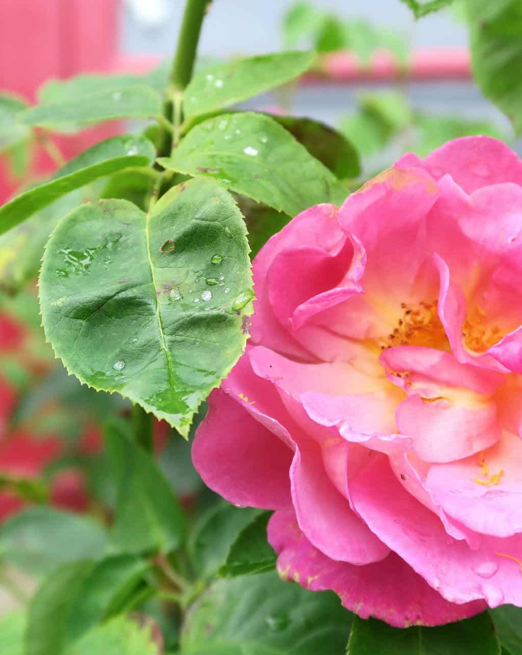Raindrops on roses