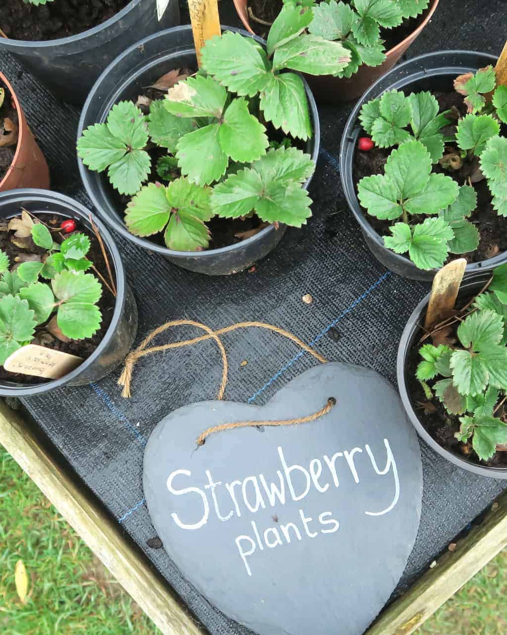 27 of the Best Gardening Books for Beginners