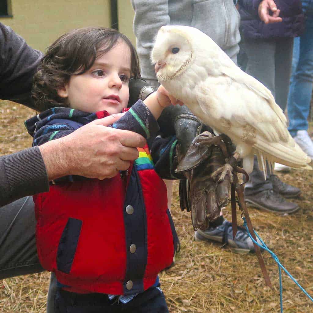 sherwood forest center parcs encounters with owls