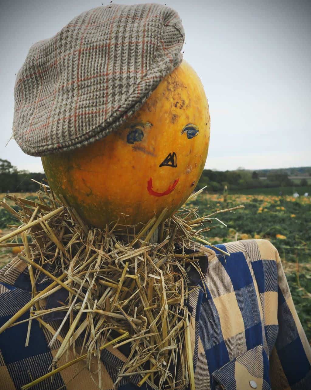Pumpkin Picking in Staffordshire | Free range family fun at Bednall Pick Your Own Pumpkins