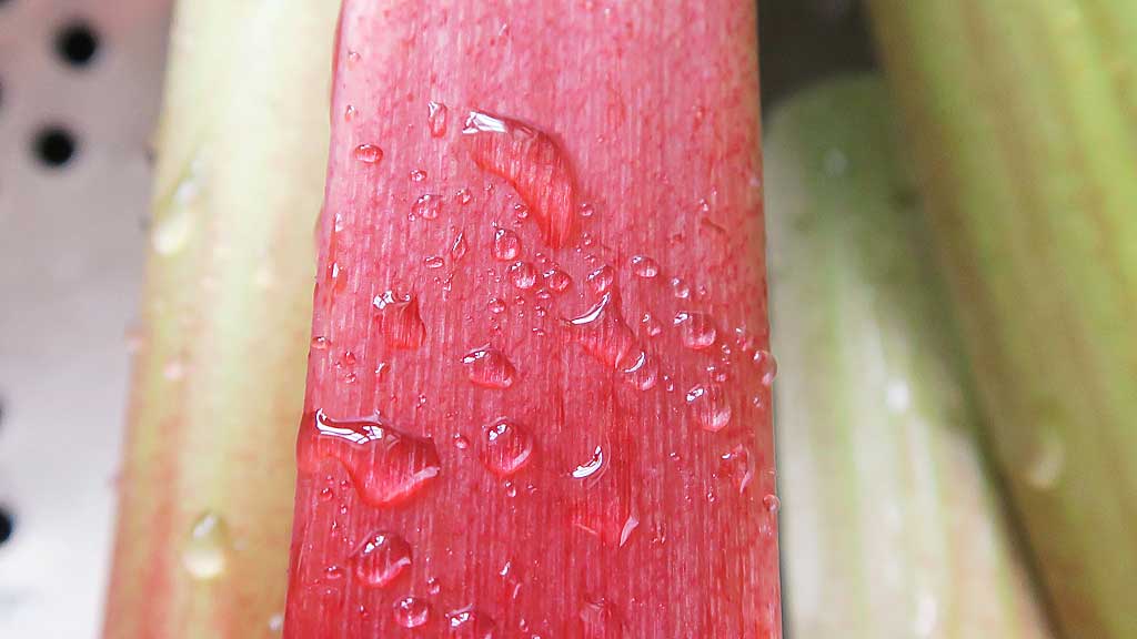 A rosy red rhubarb stalk