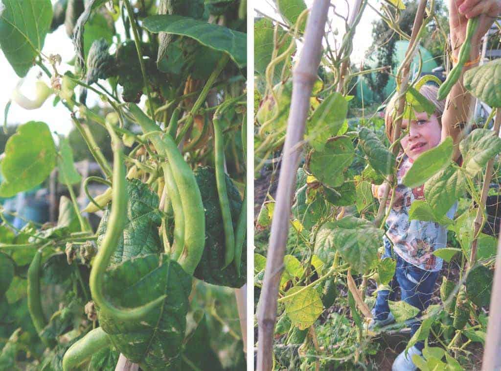 Going Plastic Free For a WeekFamily Sustainability Challenge - Bean picking