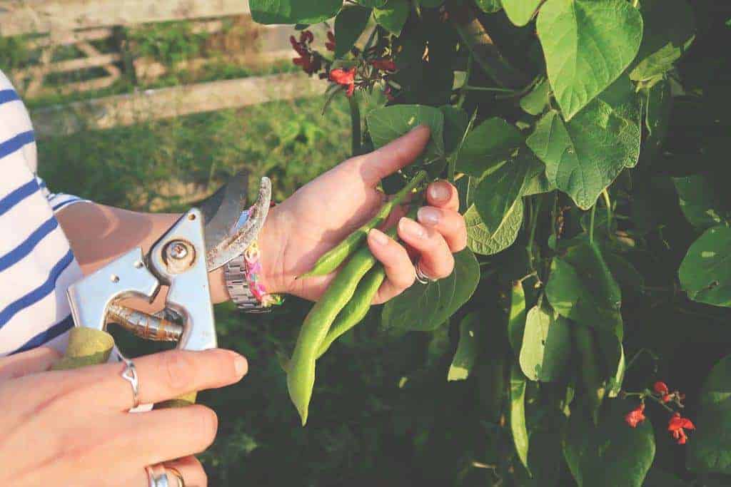 Going Plastic Free For a Week {The Sustainability Challenge} - cutting the beans 