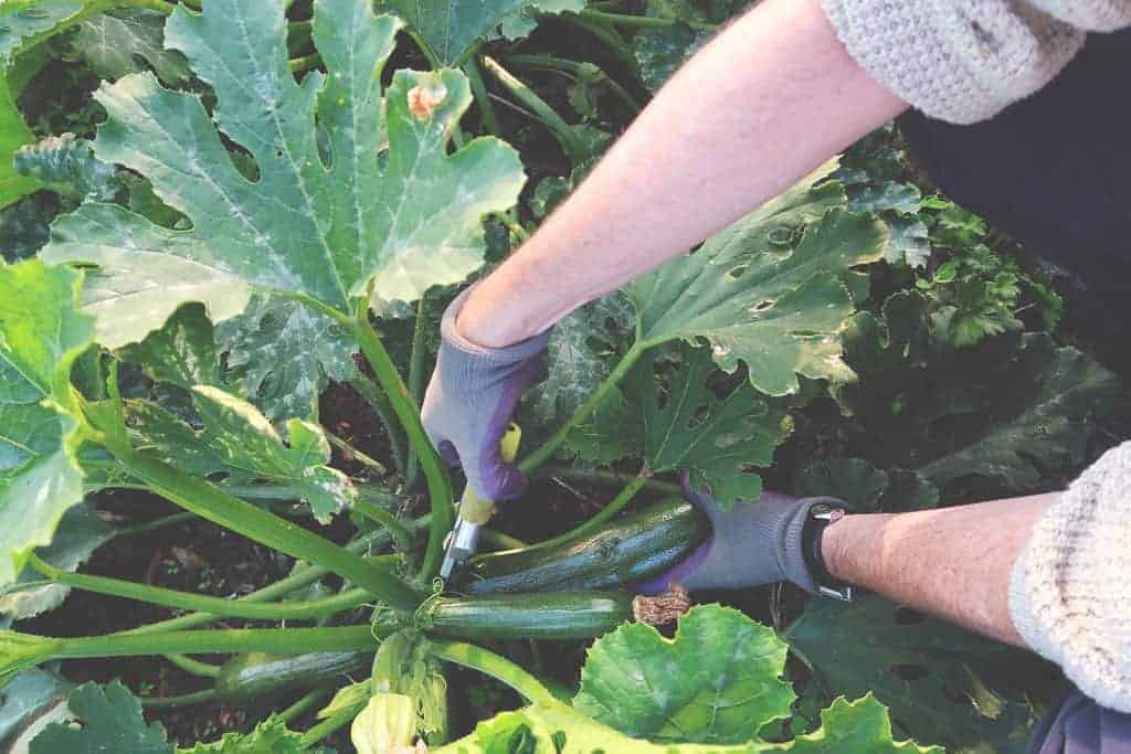 Going Plastic Free For a Week {The Sustainability Challenge} - cutting the courgettes
