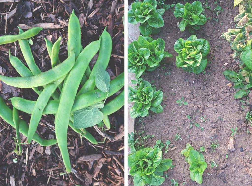Plastic Free For a Week {Family Sustainability Challenge}- produce