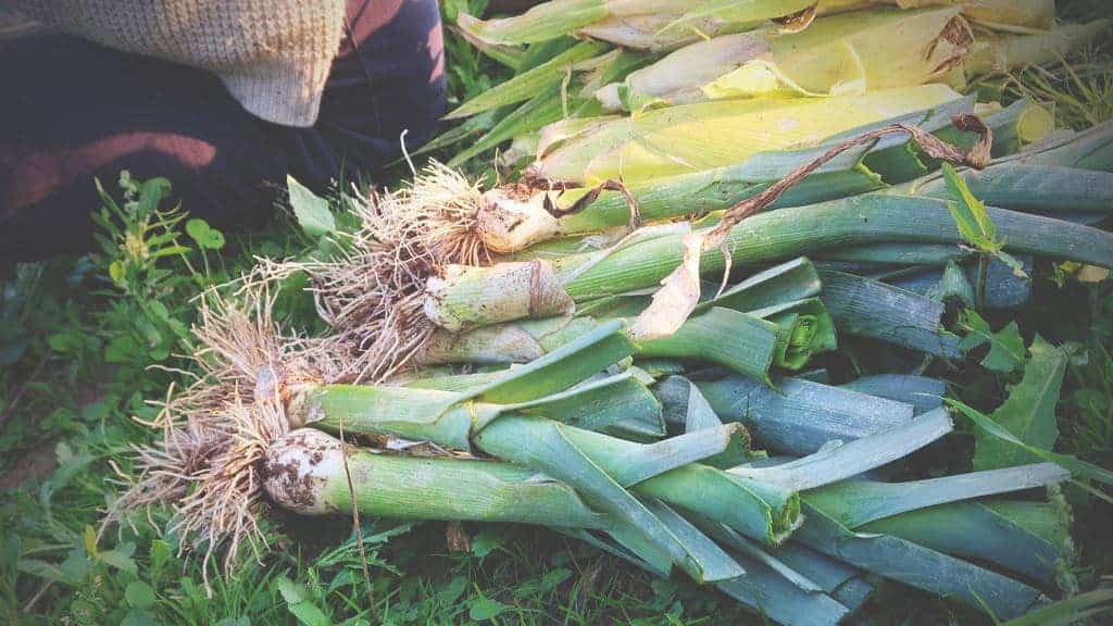 Going Plastic Free For a Week {The Sustainability Challenge} - leeks