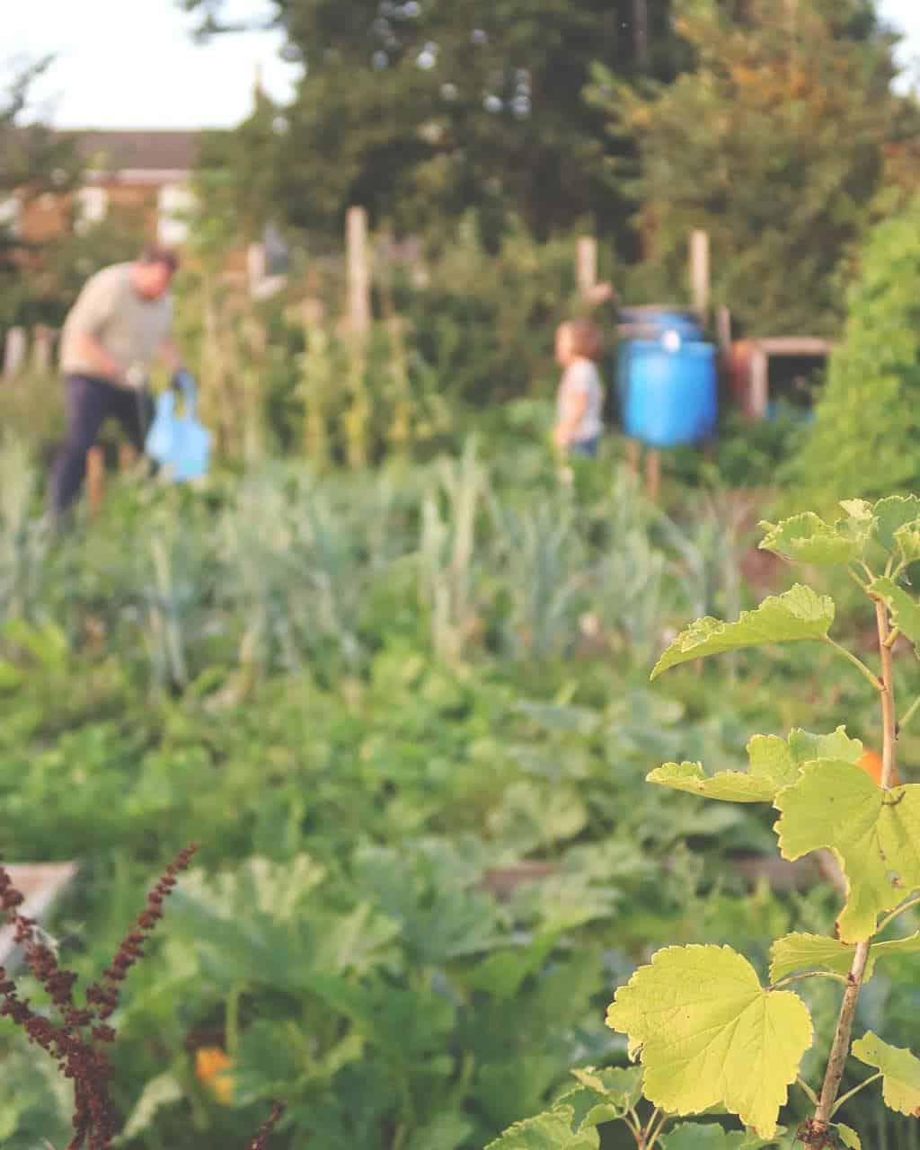Family Sustainability Challenge — on the allotment