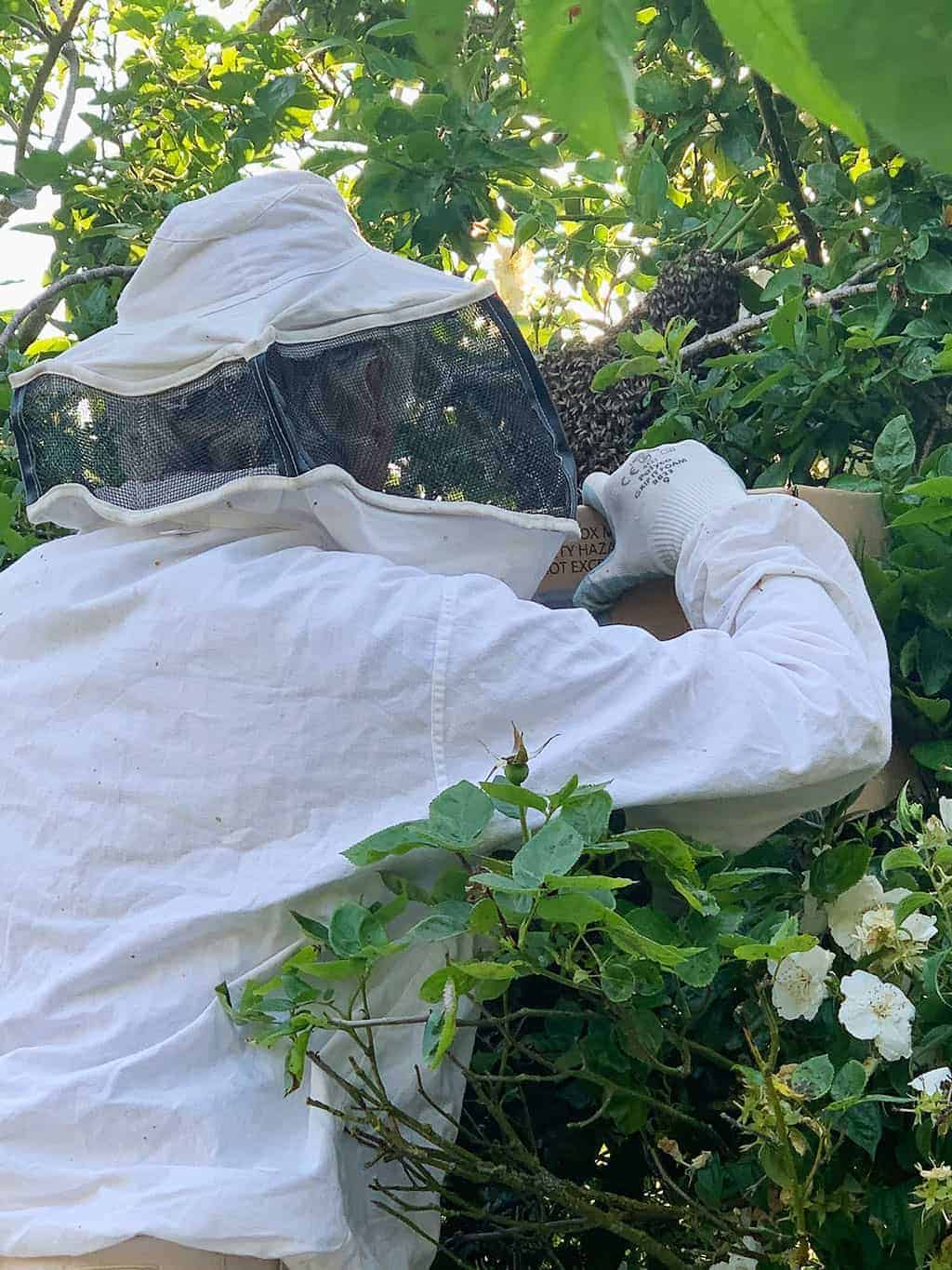 Honey Bee Swarm Removal  — Climing up the tree to get to the swarm and putting the bees in a box.