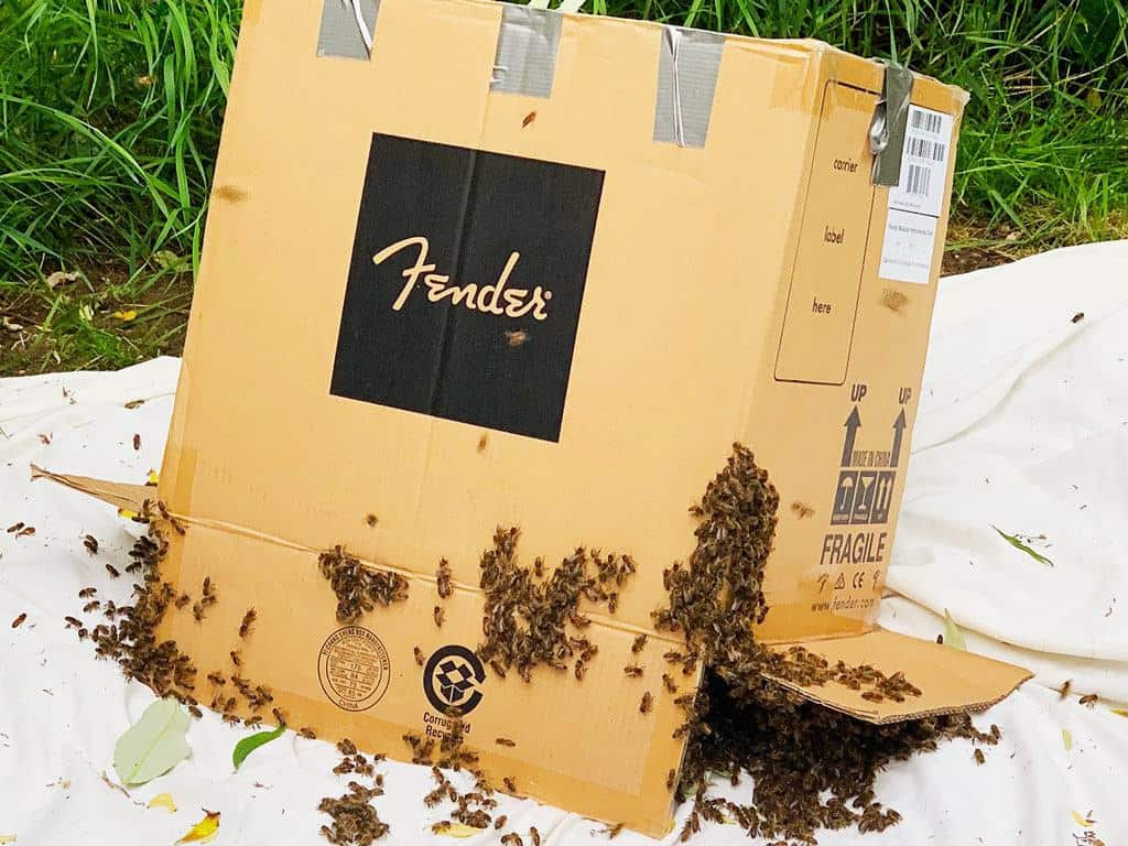 Honey Bee Swarm Removal  — the rescued swarm in a box.