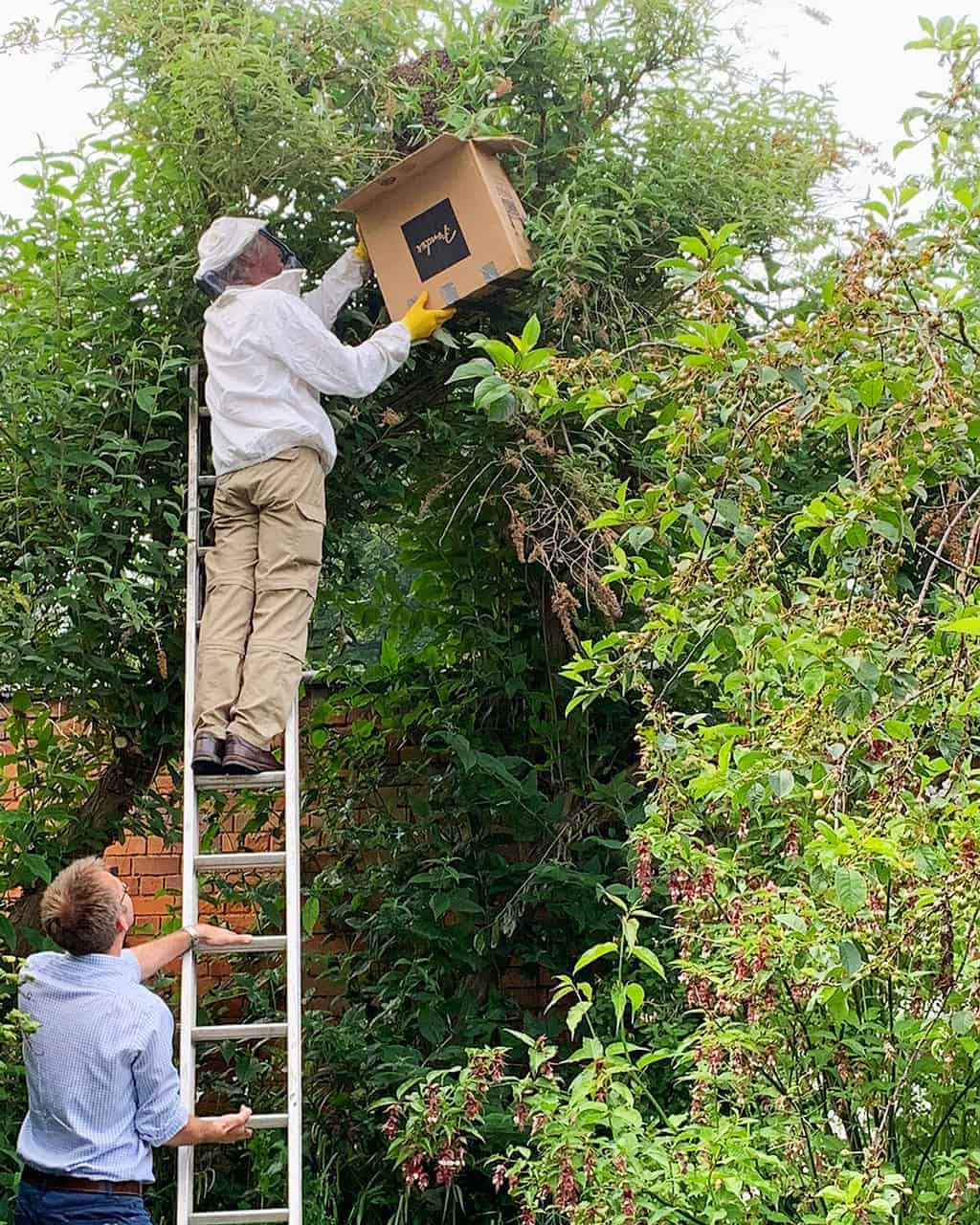 Honey Bee Swarm Removal  — Climing up the tree to get to the swarm and putting the bees in a box.