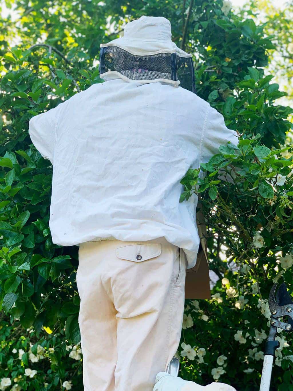 Honey Bee Swarm Removal  — Climing up the tree to get to the swarm and putting the bees in a box.