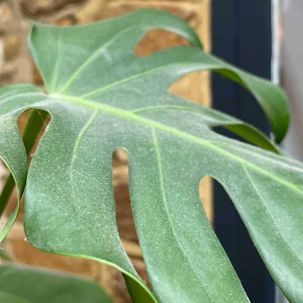 Plantsmith's houseplant care mist can be refilled again and again - and is great for cleaning dirty leaves.