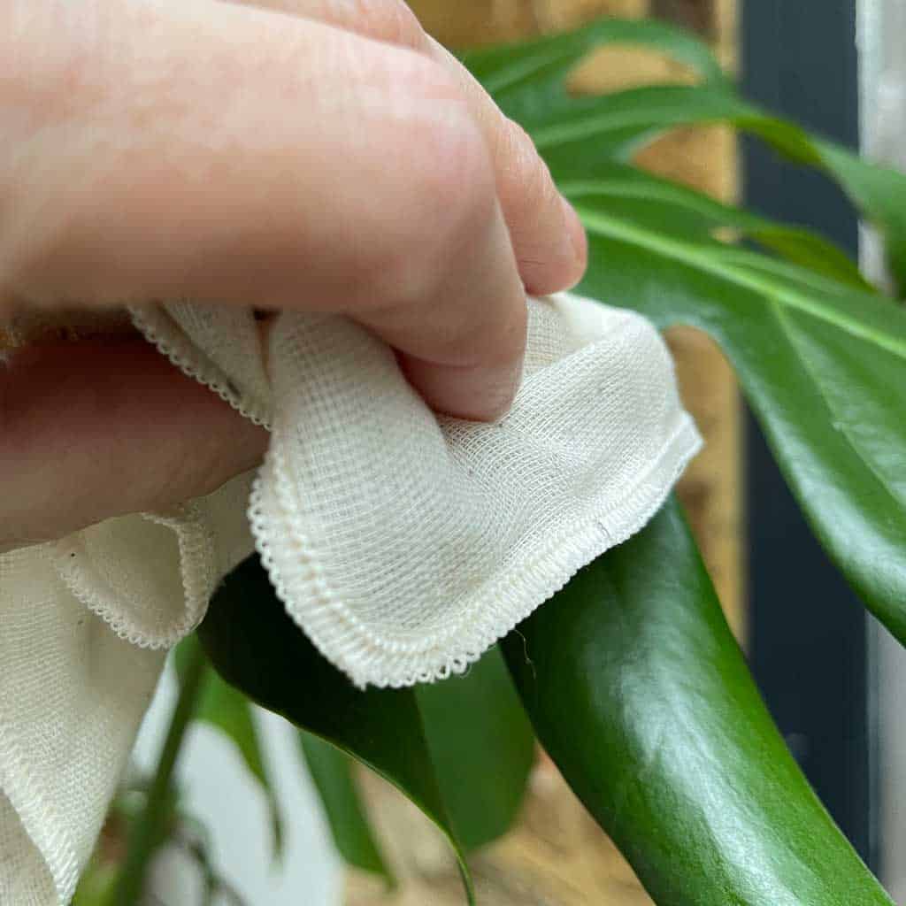 Plantsmith's houseplant care mist can be refilled again and again. 