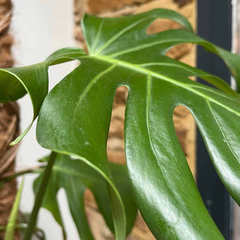 Plantsmith's houseplant care mist can be refilled again and again. 