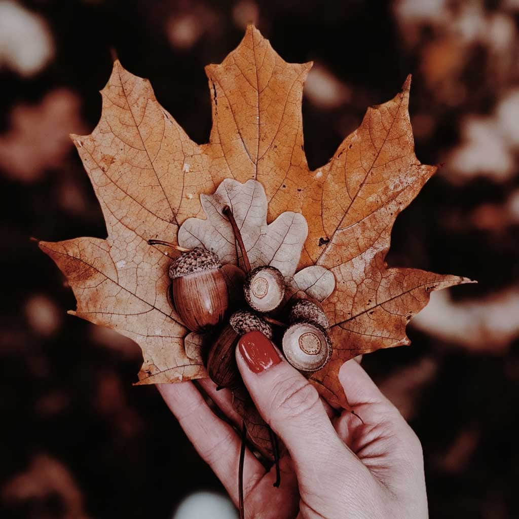 Leaves and acorns make fantastic fall decor