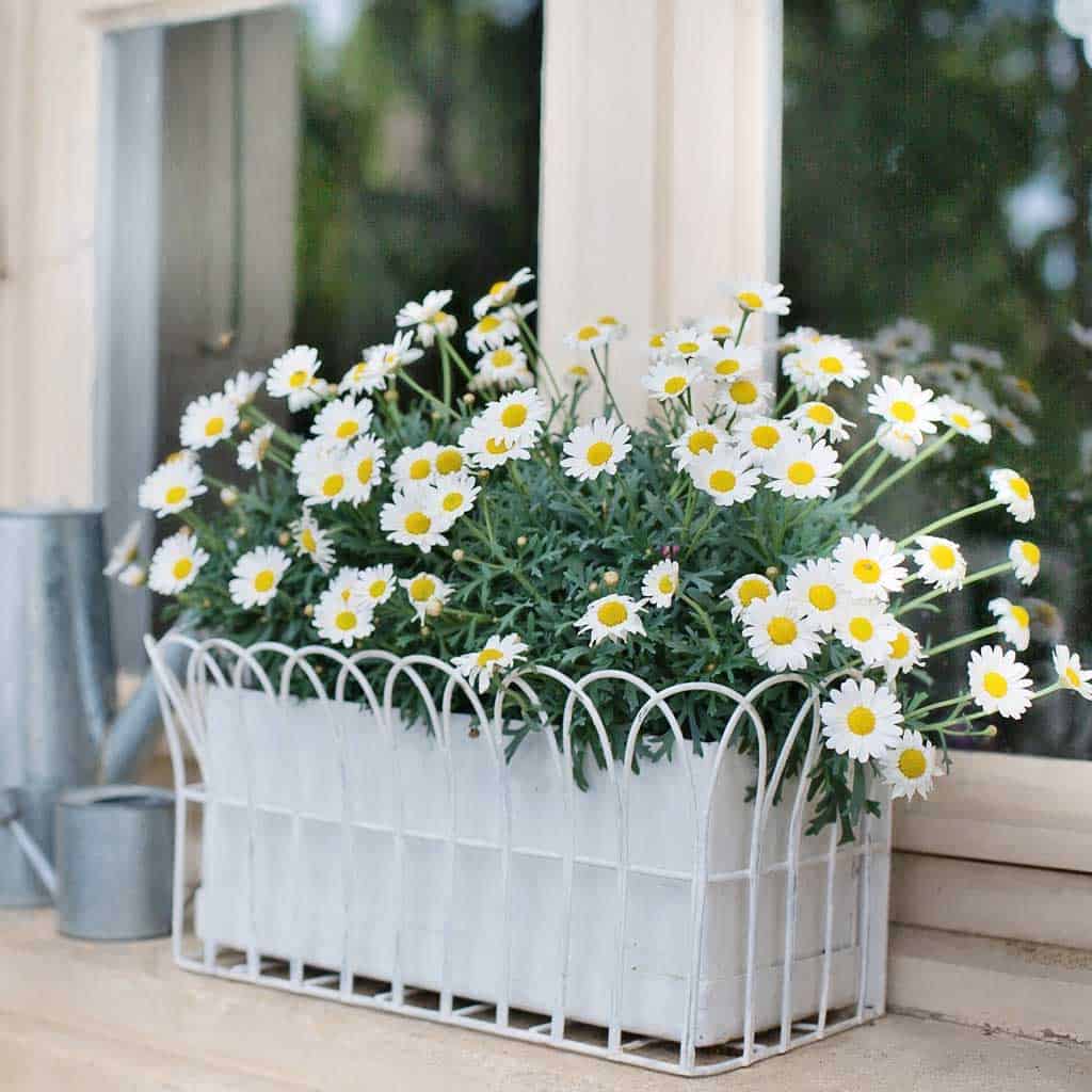Front Porch Decor That Can Be Grown or Gathered