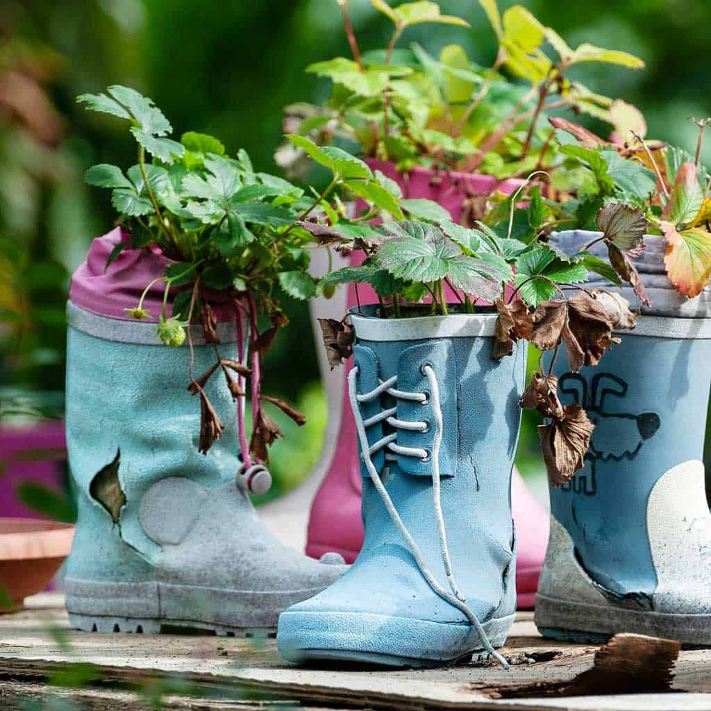 alternative garden planters include old Wellington boots