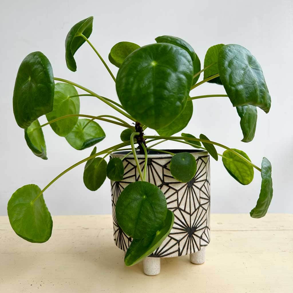 The Chinese Money Plant are pretty little plants are native to China, where they grow in shady forests.