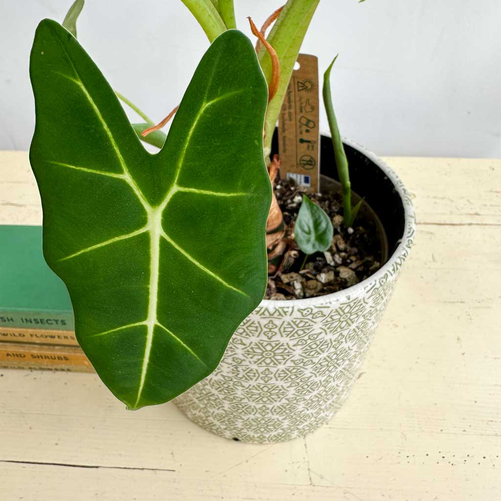 Alocasia Frydek: Green Velvet — the least common house plants in my collection.