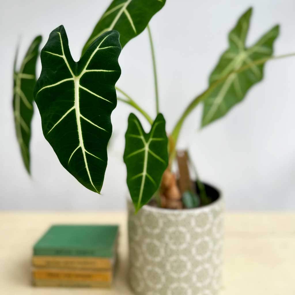 Alocasia Frydek — The green velvet plant. One of the lesser common houseplants for your home.