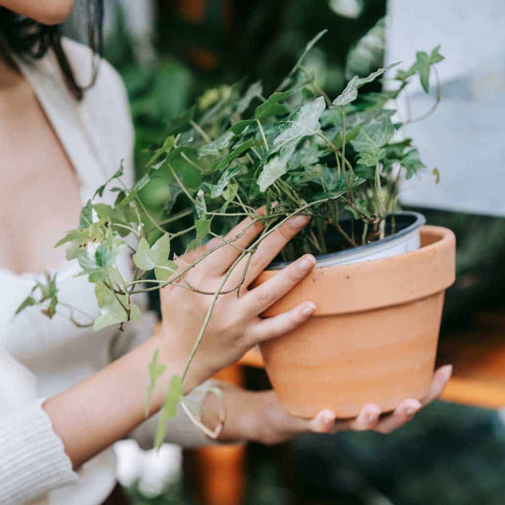 The common ivy — or English Ivy — is a love (easy to care for) house plant.