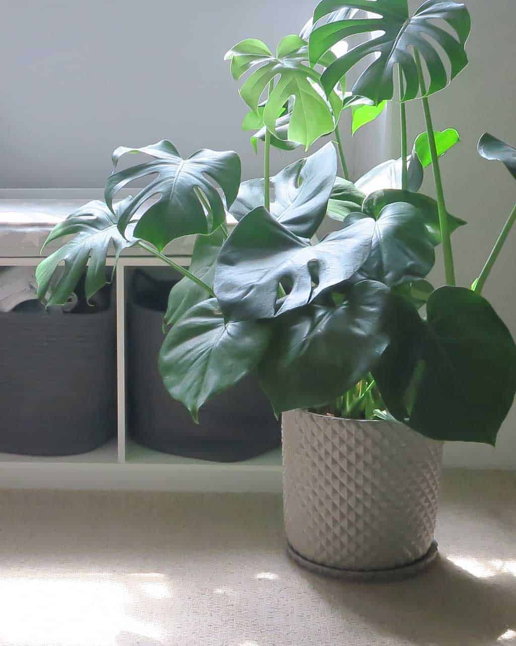 Common house plants — Monstera Deliciosa