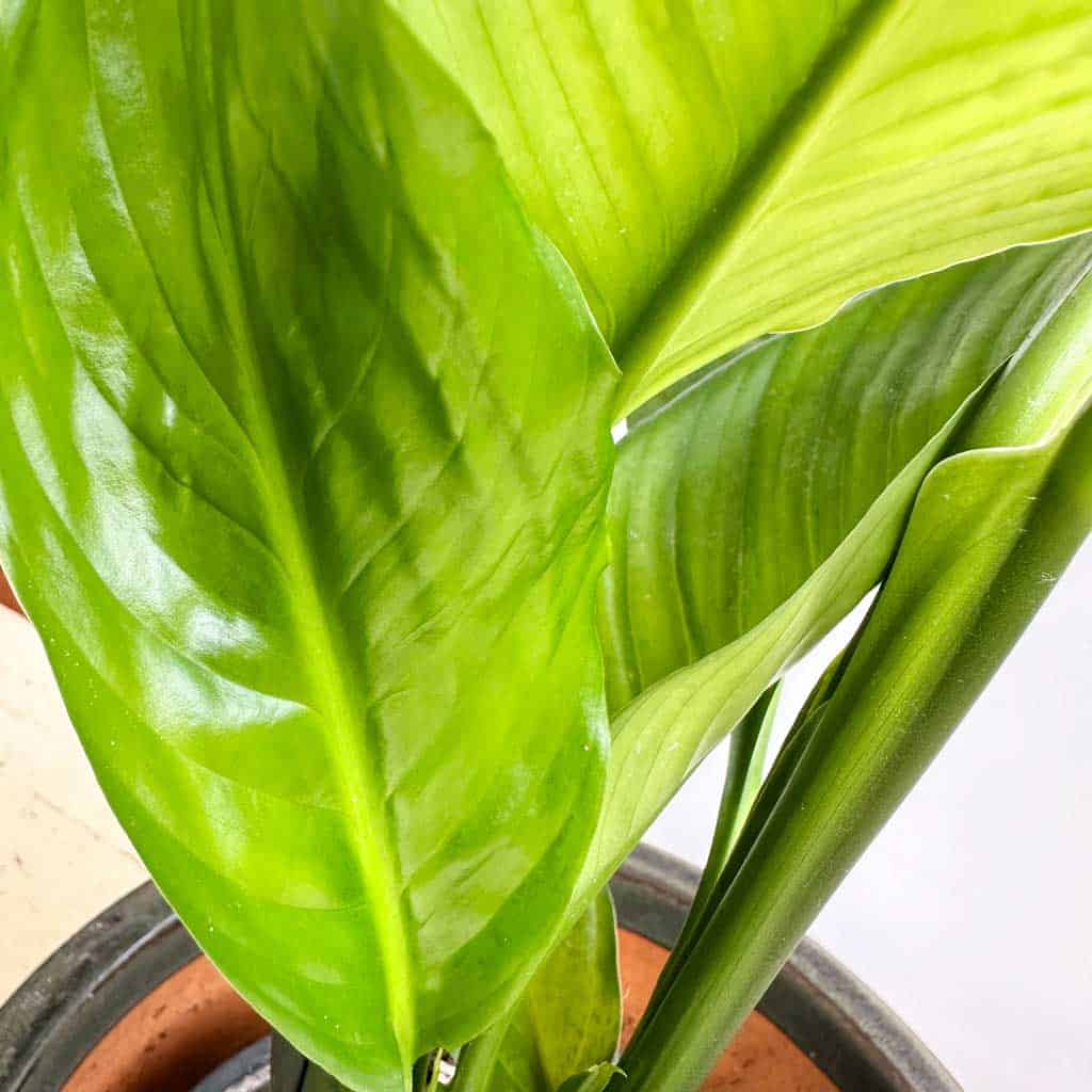 Of all the common house plants, the Peace Lily is great for plant newbies as it's so easy to care for.