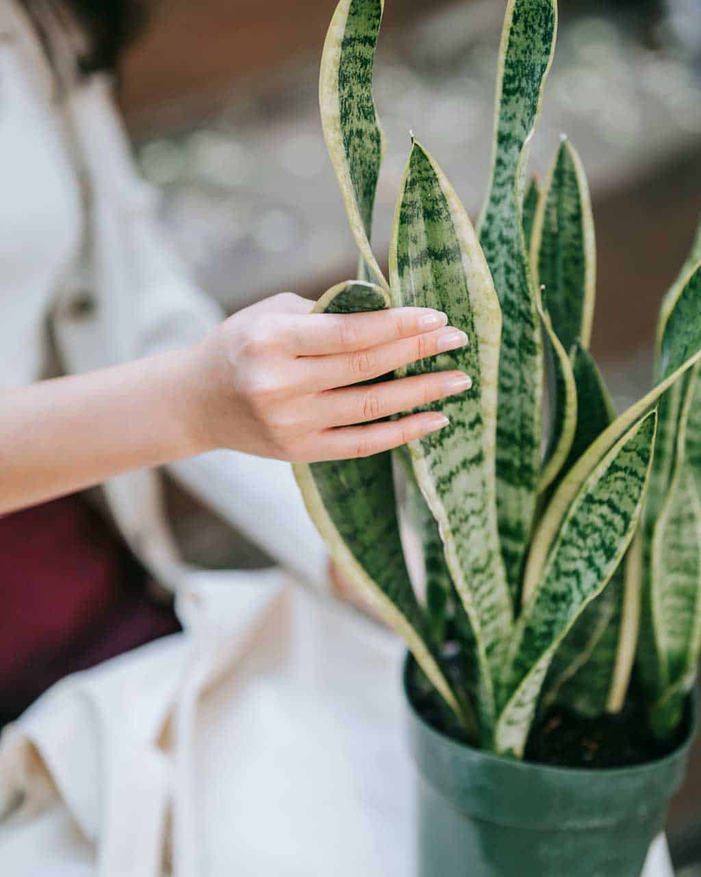 Dracaena Trifasciata: Snake Plant is one of the most beautiful common houseplants