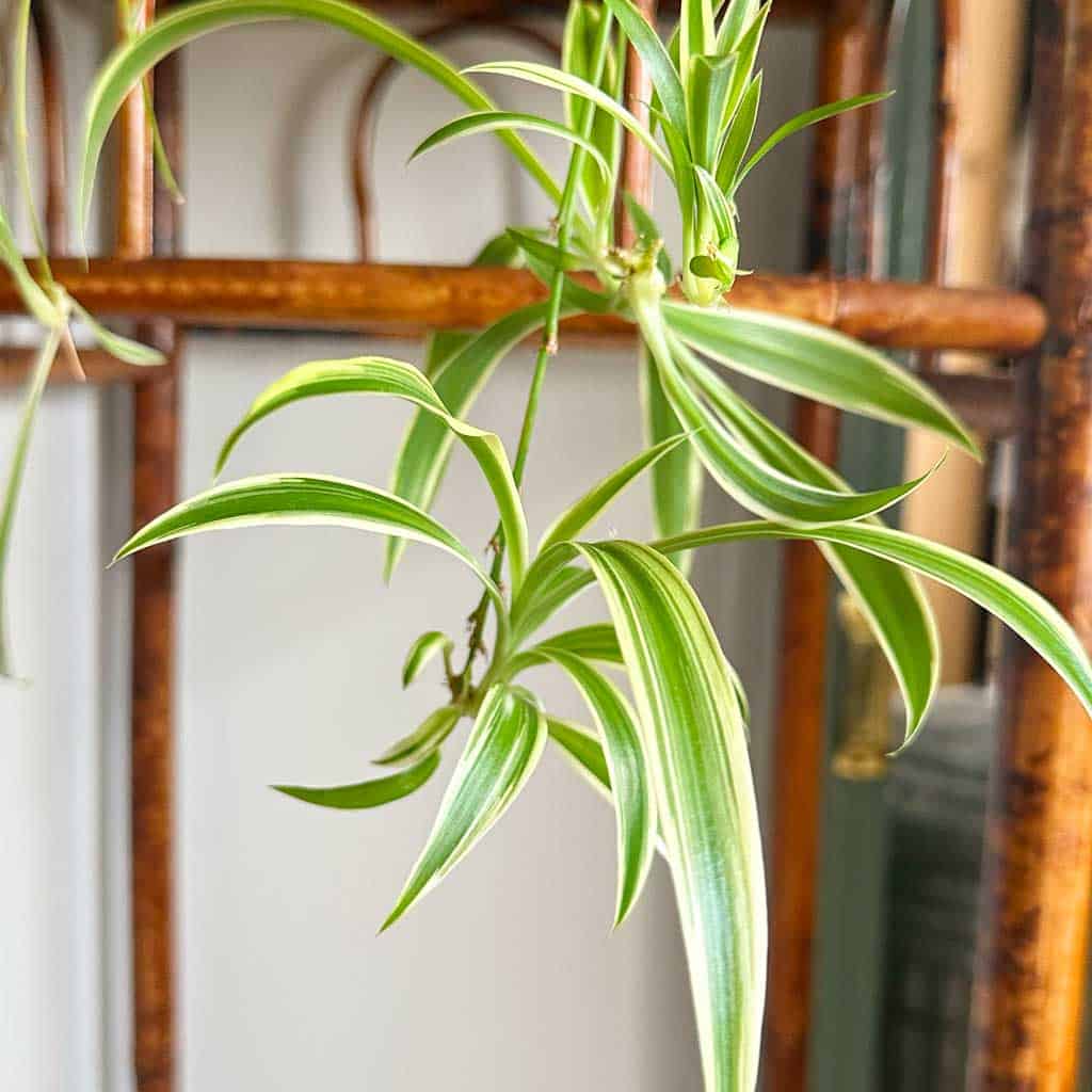 This retro favorite, commonly known as the spider plant, is beloved for its arching, striped leaves and baby plantlets that dangle like spiders on a web. 