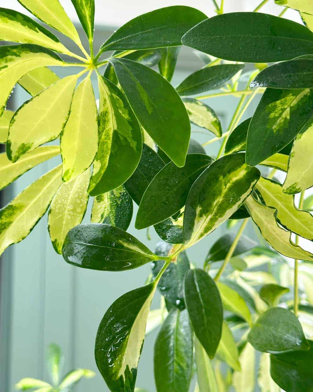 The Dwarf Umbrella Tree is a popular air-purifying house plant and will thrive in a bathroom (or shower room).