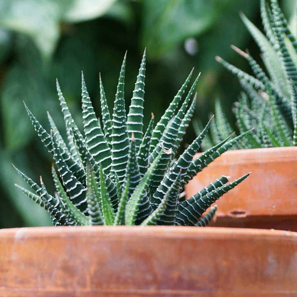 The zebra plant gets its name from its striking, striped leaves that resemble a zebra’s coat.