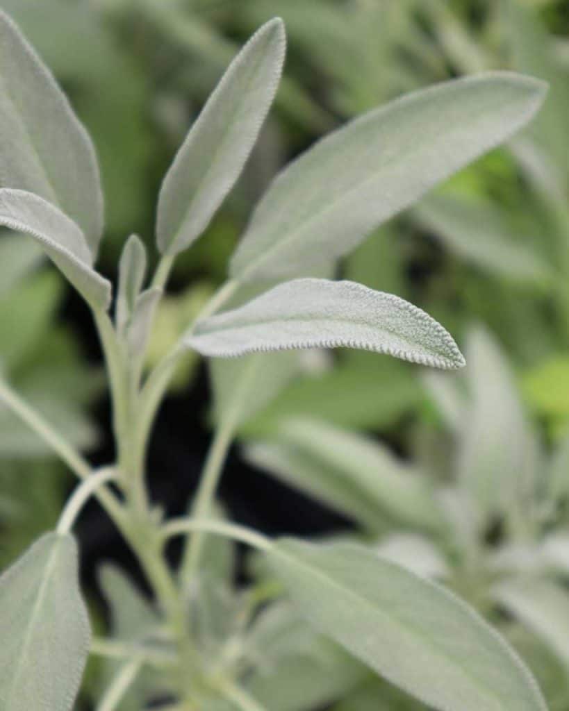 Fresh sage plant — the colour is a silvery grey green shade.