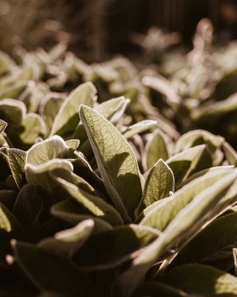 Fresh sage plant — the colour of the leaves is a yellowy-brownish green shade.