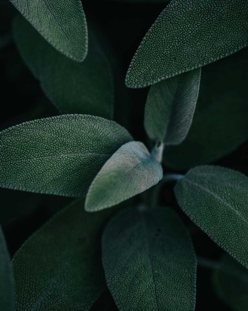 Fresh sage plant — the colour is a fresh, dark green shade.