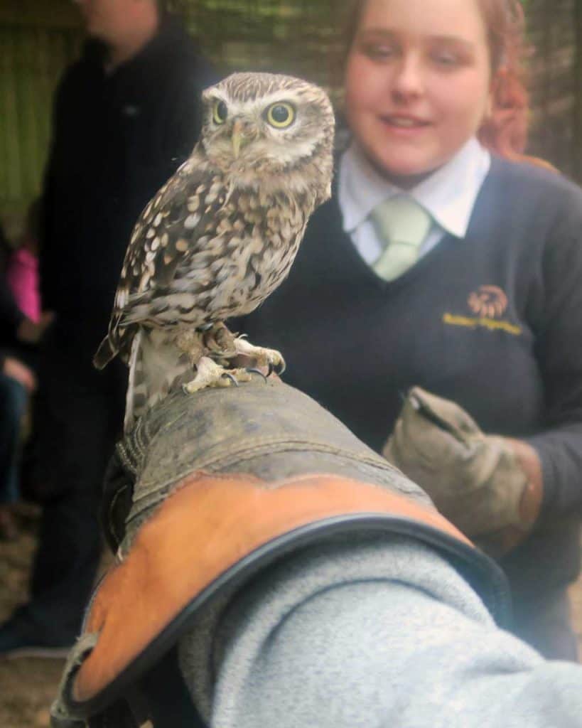 An Encounter with Owls Experience For All The Family