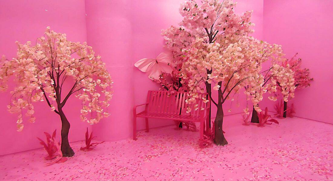 Cherry blossoms - photo by Stephanie Kaplan.