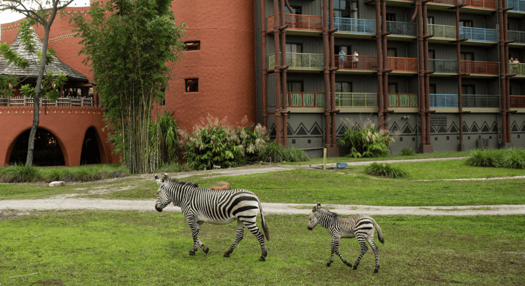 There are several places to view the wildlife without going into Disney's Animal Kingdom Theme Park (David Roark, photographer ©Disney)