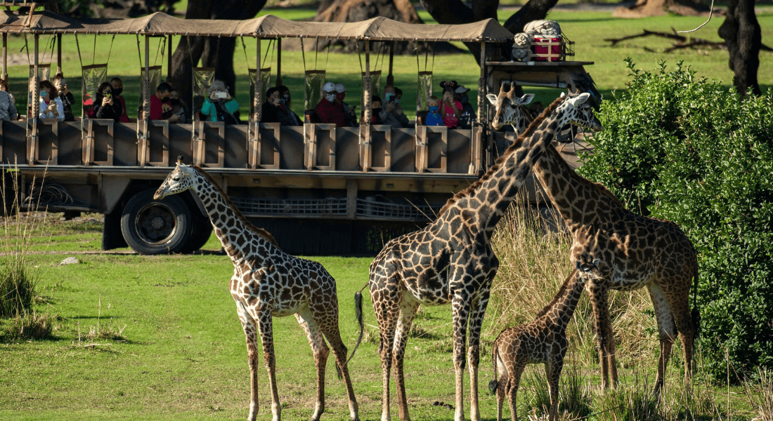 A pair of Masai giraffe calves at Disney’s Animal Kingdom Theme Park at Walt Disney World Resort in Lake Buena Vista, Fla. Theme park guests experiencing Kilimanjaro Safaris see many animals, including giraffe families. (David Roark, photographer ©Disney)