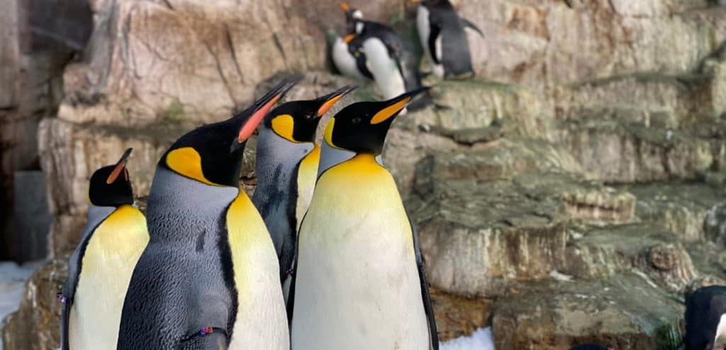 Penguins at SeaWorld San Antonio