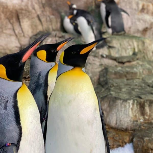 Penguins at SeaWorld San Antonio